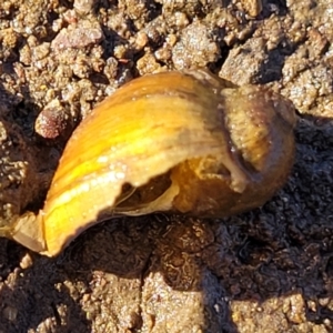 Isidorella hainesii at Fraser, ACT - 22 May 2022