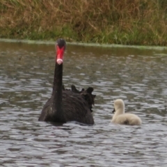 Cygnus atratus (Black Swan) at West Belconnen Pond - 20 May 2022 by Christine