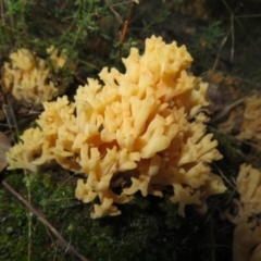 Ramaria sp. (A Coral fungus) at Block 402 - 19 May 2022 by Christine