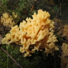 Ramaria sp. (genus) (A Coral fungus) at Stromlo, ACT - 19 May 2022 by Christine