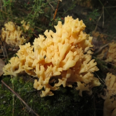 Ramaria sp. (A Coral fungus) at Stromlo, ACT - 19 May 2022 by Christine