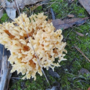 Ramaria sp. at Stromlo, ACT - 19 May 2022 01:26 PM