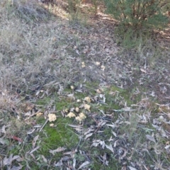 Ramaria sp. at Stromlo, ACT - 19 May 2022