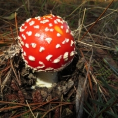 Amanita muscaria (Fly Agaric) at Molonglo Valley, ACT - 19 May 2022 by Christine