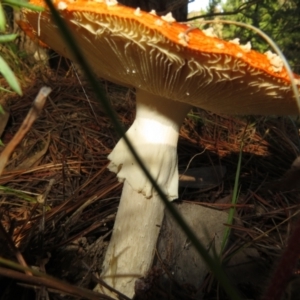 Amanita muscaria at Molonglo Valley, ACT - 19 May 2022