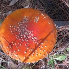 Amanita muscaria at Molonglo Valley, ACT - 19 May 2022