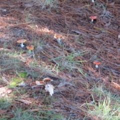 Amanita muscaria at Molonglo Valley, ACT - 19 May 2022