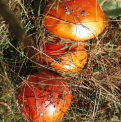 Amanita muscaria at Molonglo Valley, ACT - 19 May 2022