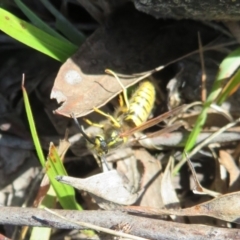 Vespula germanica (European Wasp, German Yellowjacket Wasp) at Molonglo Valley, ACT - 19 May 2022 by Christine