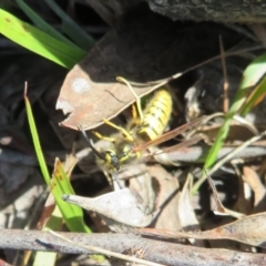 Vespula germanica (European wasp) at Block 402 - 19 May 2022 by Christine