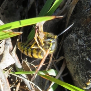 Vespula germanica at Molonglo Valley, ACT - 19 May 2022