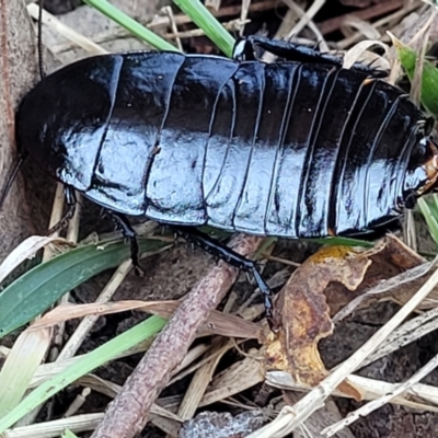 Platyzosteria melanaria (Common Eastern Litter Runner) at Dunlop Grasslands - 22 May 2022 by trevorpreston