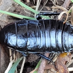 Platyzosteria melanaria at Fraser, ACT - 22 May 2022