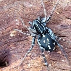 Nyssus albopunctatus (White-spotted swift spider) at Fraser, ACT - 22 May 2022 by trevorpreston