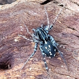 Nyssus albopunctatus at Fraser, ACT - 22 May 2022