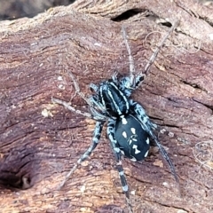 Nyssus coloripes at Dunlop Grasslands - 22 May 2022 10:14 AM