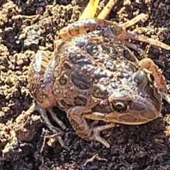 Limnodynastes tasmaniensis (Spotted Grass Frog) at Fraser, ACT - 22 May 2022 by trevorpreston