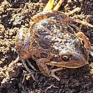 Limnodynastes tasmaniensis (Spotted Grass Frog) at Fraser, ACT by trevorpreston