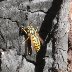 Vespula germanica (European wasp) at Paddys River, ACT - 16 May 2022 by Christine