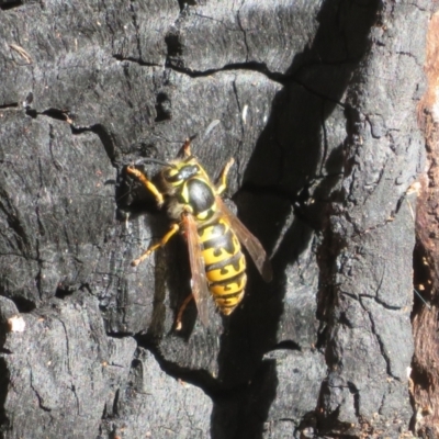 Vespula germanica (European wasp) at Tidbinbilla Nature Reserve - 16 May 2022 by Christine
