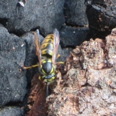 Vespula germanica at Paddys River, ACT - 16 May 2022