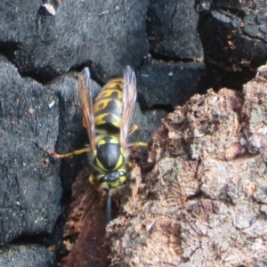 Vespula germanica at Paddys River, ACT - 16 May 2022