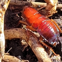 Unidentified Cockroach (Blattodea, several families) (TBC) at Fraser, ACT - 22 May 2022 by trevorpreston