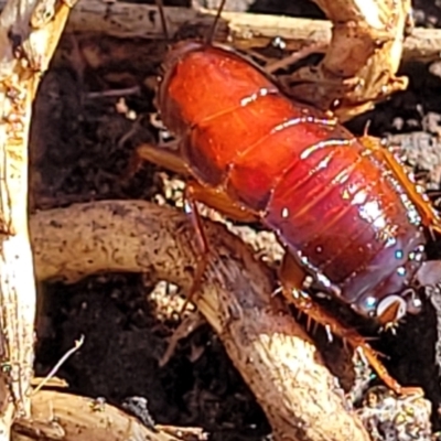 Unidentified Cockroach (Blattodea, several families) at Fraser, ACT - 22 May 2022 by trevorpreston