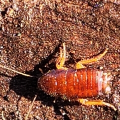 Blattidae sp. (family) at Fraser, ACT - 22 May 2022