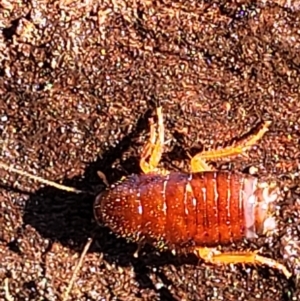 Blattidae sp. (family) at Fraser, ACT - 22 May 2022 10:17 AM