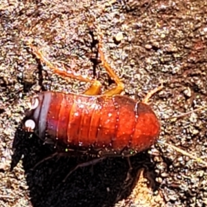 Blattidae sp. (family) at Fraser, ACT - 22 May 2022 10:17 AM