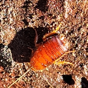 Blattidae sp. (family) at Fraser, ACT - 22 May 2022 10:17 AM