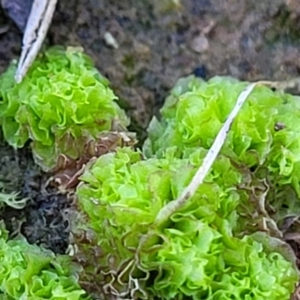 Fossombronia sp. (genus) (A leafy liverwort) at Fraser, ACT by trevorpreston