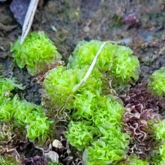 Fossombronia sp. (genus) at Fraser, ACT - 22 May 2022