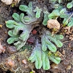 Riccia sp. (genus) (Liverwort) at Fraser, ACT - 22 May 2022 by trevorpreston