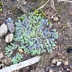 Riccia sp. (genus) at Fraser, ACT - 22 May 2022 10:25 AM