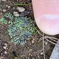 Riccia sp. (genus) at Fraser, ACT - 22 May 2022