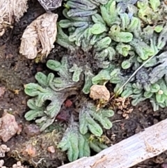 Riccia sp. (genus) at Fraser, ACT - 22 May 2022 10:25 AM