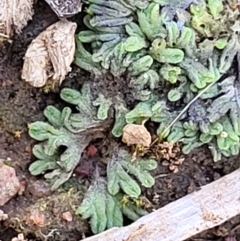 Riccia sp. (genus) at Fraser, ACT - 22 May 2022 10:25 AM