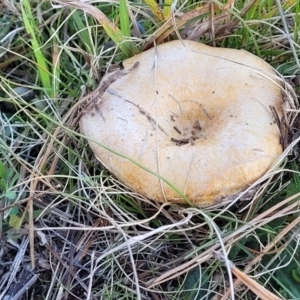 Lactarius deliciosus at Fraser, ACT - 22 May 2022