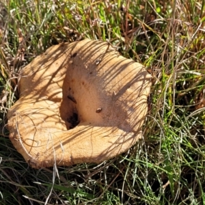 Lactarius deliciosus at Fraser, ACT - 22 May 2022