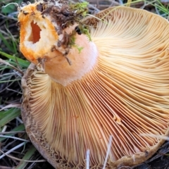 Lactarius deliciosus at Fraser, ACT - 22 May 2022