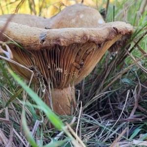 Lactarius deliciosus at Fraser, ACT - 22 May 2022