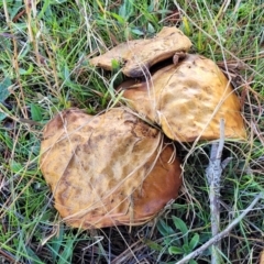 Suillus sp. (A bolete ) at Dunlop Grasslands - 22 May 2022 by trevorpreston