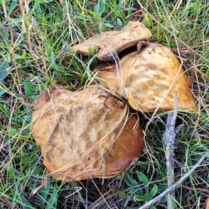 Suillus sp. at Fraser, ACT - 22 May 2022 10:42 AM