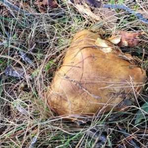 Suillus sp. at Fraser, ACT - 22 May 2022 10:42 AM