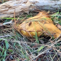 Suillus sp. at Fraser, ACT - 22 May 2022 10:42 AM