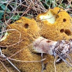 Suillus sp. at Fraser, ACT - 22 May 2022 10:42 AM