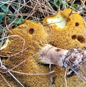 Suillus sp. at Fraser, ACT - 22 May 2022