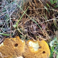 Suillus sp. at Fraser, ACT - 22 May 2022 10:42 AM